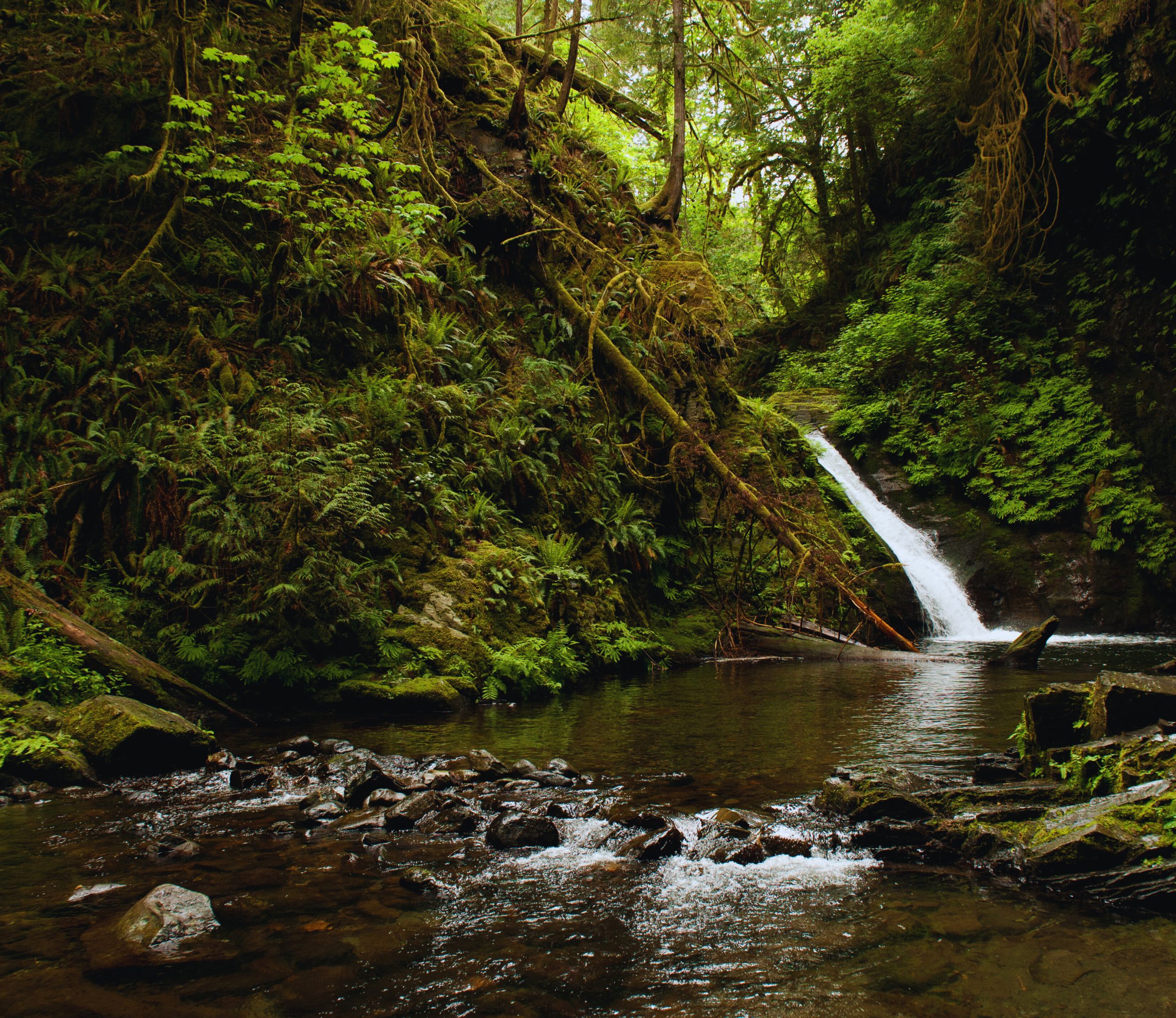 Forest_EnvironentCauseArea_Header Forest and stream with trees, water, ferns and other plants.