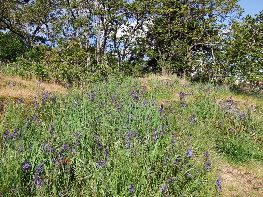Camas in bloom
