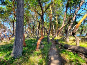 Arbutus trees at St. John Point on Mayne Island