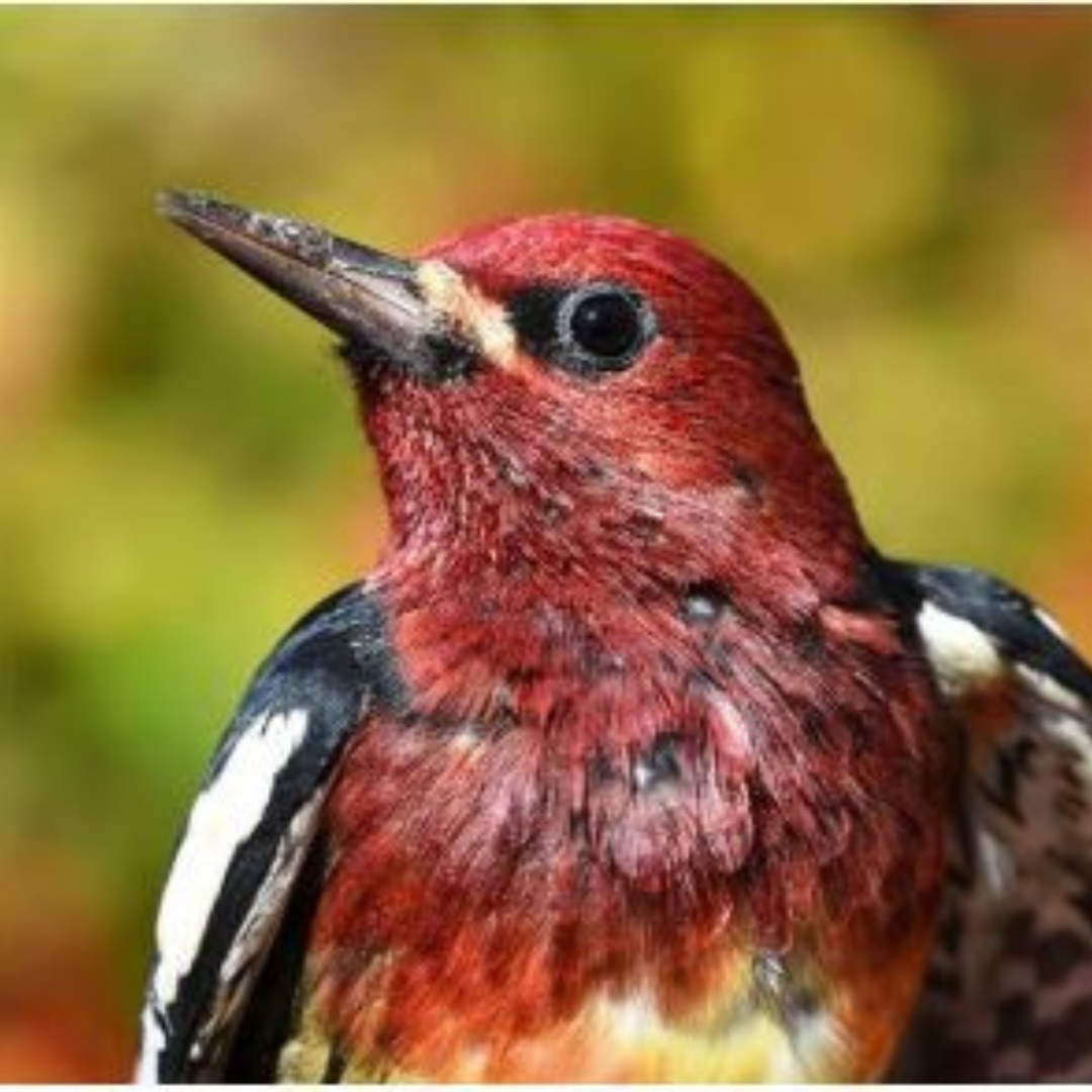 Red-breasted Sapsucker, The Rocky Point Bird Observatory